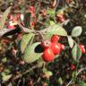 Fotografia 5 da espécie Cotoneaster pannosus do Jardim Botânico UTAD