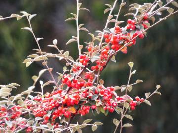 Fotografia da espécie Cotoneaster pannosus