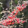 Fotografia 6 da espécie Cotoneaster pannosus do Jardim Botânico UTAD