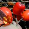 Fotografia 7 da espécie Cotoneaster pannosus do Jardim Botânico UTAD