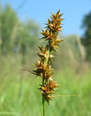 Fotografia 1 da espécie Carex spicata no Jardim Botânico UTAD