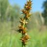 Fotografia 1 da espécie Carex spicata do Jardim Botânico UTAD