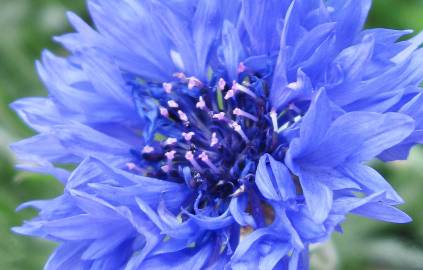 Fotografia da espécie Centaurea cyanus