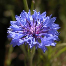 Fotografia da espécie Centaurea cyanus