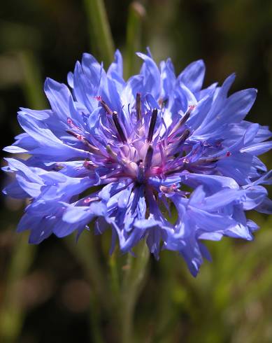 Fotografia de capa Centaurea cyanus - do Jardim Botânico