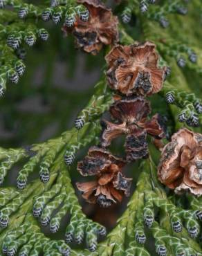 Fotografia 6 da espécie Chamaecyparis lawsoniana no Jardim Botânico UTAD