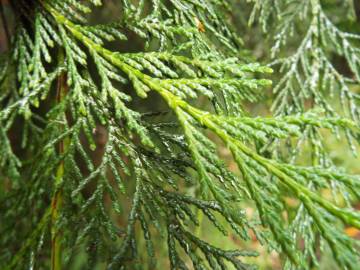 Fotografia da espécie Chamaecyparis lawsoniana