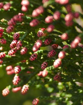 Fotografia 9 da espécie Chamaecyparis lawsoniana no Jardim Botânico UTAD