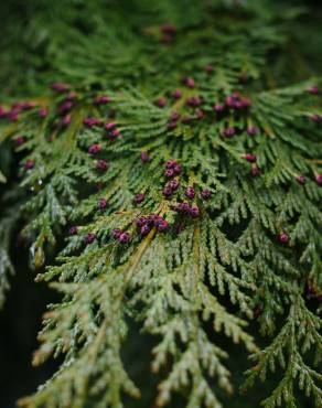 Fotografia 10 da espécie Chamaecyparis lawsoniana no Jardim Botânico UTAD