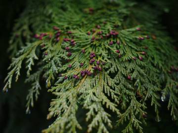 Fotografia da espécie Chamaecyparis lawsoniana