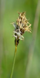 Fotografia da espécie Carex divisa