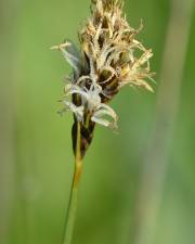 Fotografia da espécie Carex divisa