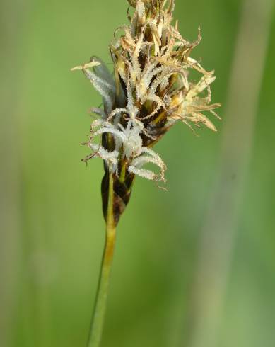 Fotografia de capa Carex divisa - do Jardim Botânico