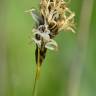 Fotografia 1 da espécie Carex divisa do Jardim Botânico UTAD