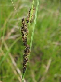 Fotografia da espécie Carex nigra