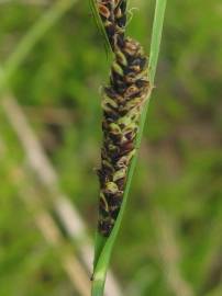 Fotografia da espécie Carex nigra