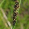 Fotografia 3 da espécie Carex nigra do Jardim Botânico UTAD