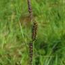 Fotografia 4 da espécie Carex nigra do Jardim Botânico UTAD