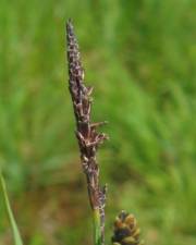 Fotografia da espécie Carex nigra