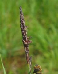 Carex nigra