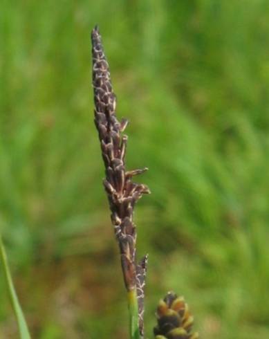 Fotografia de capa Carex nigra - do Jardim Botânico