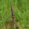 Fotografia 1 da espécie Carex nigra do Jardim Botânico UTAD