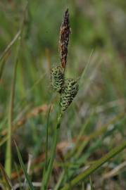 Fotografia da espécie Carex nigra