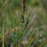 Fotografia 5 da espécie Carex nigra do Jardim Botânico UTAD