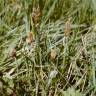 Fotografia 6 da espécie Carex nigra do Jardim Botânico UTAD