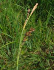 Carex panicea