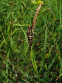 Fotografia da espécie Carex panicea