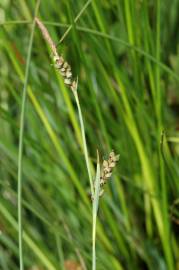 Fotografia da espécie Carex panicea