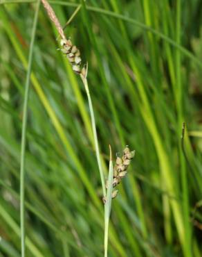 Fotografia 4 da espécie Carex panicea no Jardim Botânico UTAD