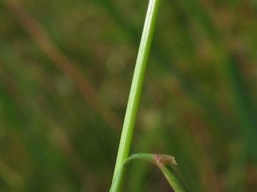 Fotografia da espécie Agrostis capillaris