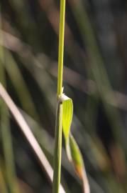 Fotografia da espécie Agrostis capillaris