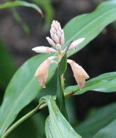 Fotografia da espécie Aspidistra elatior