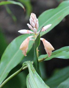 Fotografia 7 da espécie Aspidistra elatior no Jardim Botânico UTAD