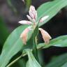 Fotografia 7 da espécie Aspidistra elatior do Jardim Botânico UTAD