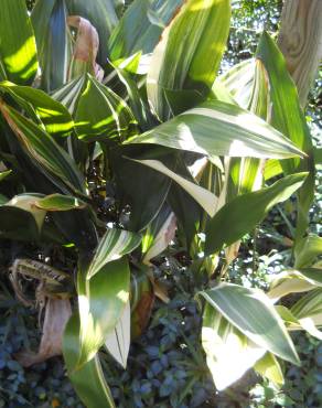 Fotografia 9 da espécie Aspidistra elatior no Jardim Botânico UTAD