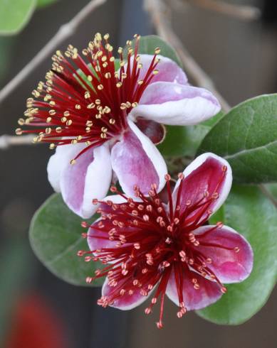 Fotografia de capa Acca sellowiana - do Jardim Botânico