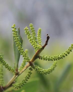 Fotografia 10 da espécie Acacia sophorae no Jardim Botânico UTAD