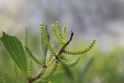 Fotografia da espécie Acacia sophorae