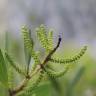 Fotografia 10 da espécie Acacia sophorae do Jardim Botânico UTAD
