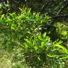 Fotografia 11 da espécie Acacia sophorae do Jardim Botânico UTAD