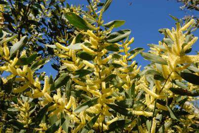 Fotografia da espécie Acacia sophorae