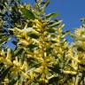 Fotografia 12 da espécie Acacia sophorae do Jardim Botânico UTAD