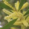 Fotografia 13 da espécie Acacia sophorae do Jardim Botânico UTAD