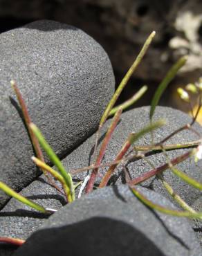 Fotografia 10 da espécie Arabidopsis thaliana no Jardim Botânico UTAD