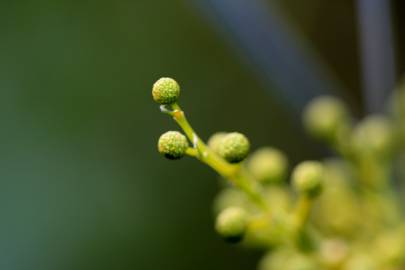 Fotografia da espécie Acacia retinodes