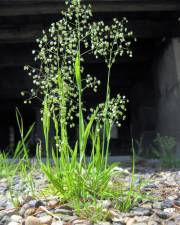 Fotografia da espécie Briza minor